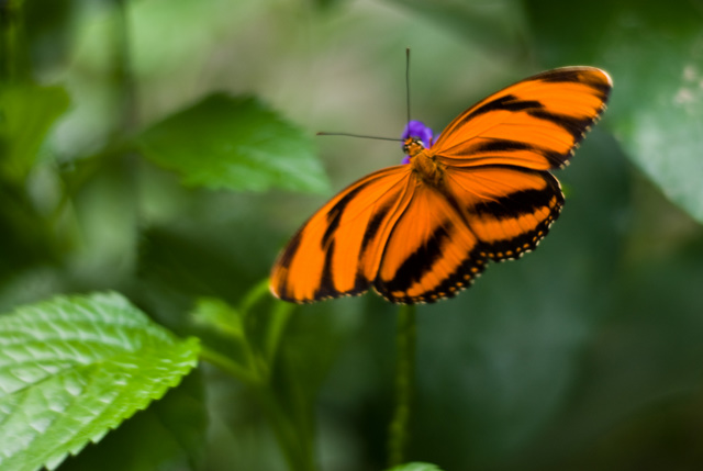 butterfly-for-crystal.jpg