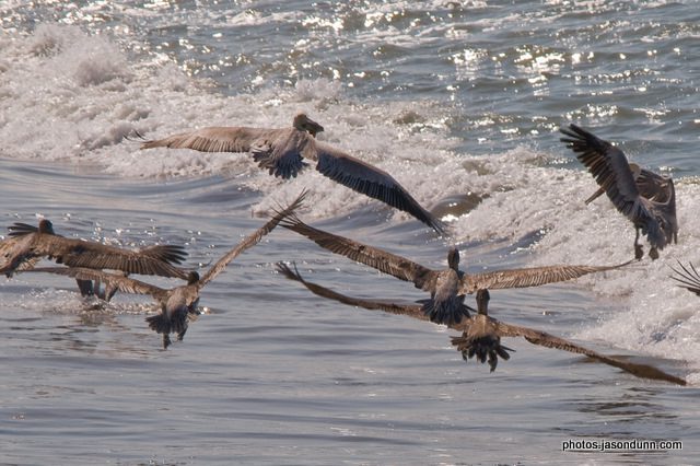 mexico-bird-study1