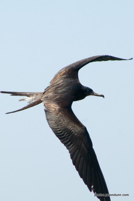 mexico-bird-study6