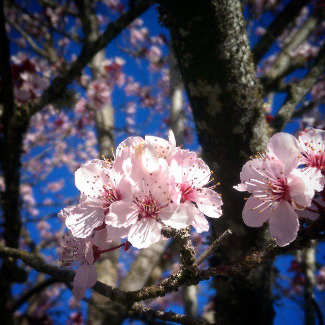 The first cherry blossoms of spring.