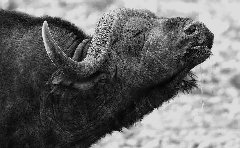 water-buffalo-fresh-water